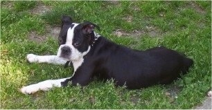 Side view from above looking down at the dog - A black with white Olde Boston Bulldogge puppy is laying outside in grass looking to its left.