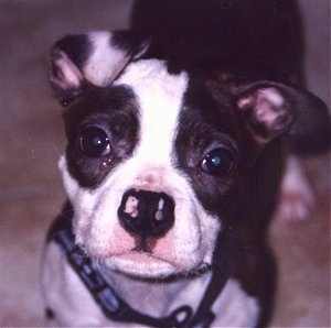 Close up looking down at the dogs head - A brown brindle with white Olde Boston Bulldogge Puppy is standing on a carpet looking up.