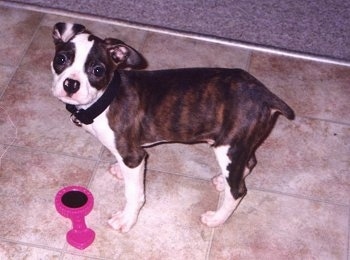 Left Profile from above looking down at the dog - A brown brindle and white Olde Boston Bulldogge puppy is standing on a tan tiled floor. It is looking up towards the camera with its head tilted to the right. There is a pink toy on the floor in front of it.