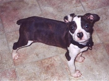 Side view from above looking down at the dog - A brown brindle Olde Boston Bulldogge puppy is standing on a tan tiled floor looking up.