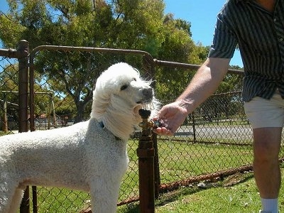 Prince the Poodle is standing in front of a chain link fence