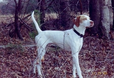 A white with tan Pointer is standing in an area where there are leaves and trees around it and it is looking to the right. Its tail is up high in the air.