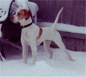 Front side view - A white with tan Pointer dog is standing in snow looking to the left and behind it is a wooden privacy fence.
