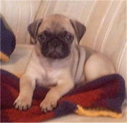 Close up - A tan with black Pug puppy is laying on a couch and it is looking forward.