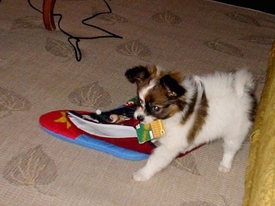 Side view - A white with brown and black Papillon puppy is standing on a tan carpet that has prints of leaves on it and it is biting a Christmas stocking. Its backside is against a yellow couch.