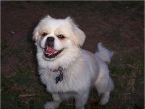 A smiling,  white with tan Peek-a-poo is sitting in grass at night looking up.