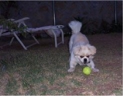 A white with tan Peek-a-poo is play bowing in grass at a green tennis ball that is in front of it. It is night time and there are lawn chairs behind it.