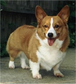 Welsh Corgi Puppies on Welsh Corgi Information And Pictures  Welsh Corgi  Corgis  Welsh