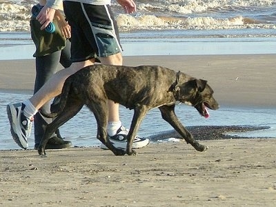 A black with tan Cimarron Uruguayo is walking across a sandy beach looking down with its mouth open and tongue out. There are two people walking next to it. There are ocean waves next to them.