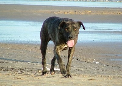 A black with tan Cimarron Uruguayo is walking across a beach with its head down and its mouth open. It has natural drop ears.