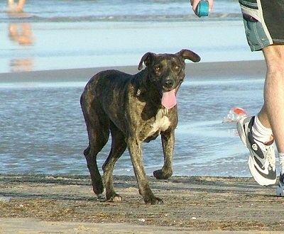 A black with tan Cimarron Uruguayo dog is running across a beach next to a person that is holding a ball in his hand. The dog has its mouth open and large tongue out. Its ears are left natural and are not cropped.