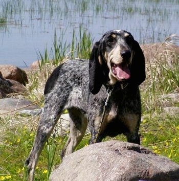 Front side view - A black and white with tan ticked Petit Bleu de Gascogne dog is standing in grass looking forward. It is panting and there is a large body of water behind it.