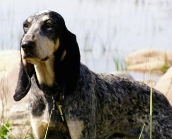 Front side view upper body shot - A black and white with tan ticked Petit Bleu de Gascogne dog is standing in grass looking to the left. There are rocks and a body of water behind it. It has very long hanging drop ears.