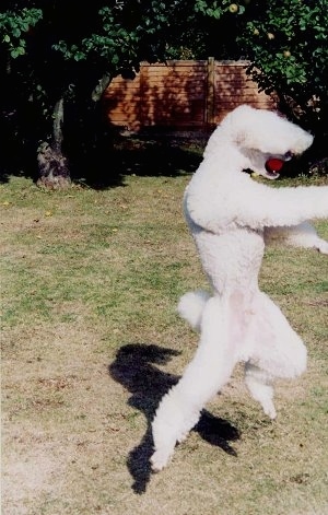 Prince the Poodle is standing on his hind legs and catching a red tennis ball out of the air
