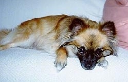 A tan with black and white Pomchi is laying down on a couch and it is looking forward.