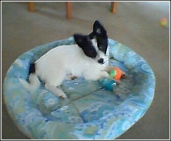 Side view - A perk eared, white with black Pomchi puppy is laying on a blue dog bed, its head is tilted to the left and it is looking up. There are dog toys in front of it.
