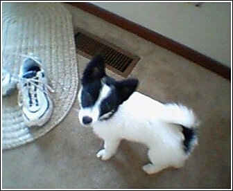 View from the top looking down at the dog - The back of a white with black Pomchi puppy is looking up and forward. There are a pair of white sneaker shoes on a rug next to it.