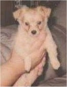 A small tan Pomchi puppy is being held up in a persons hands over top of a couch.