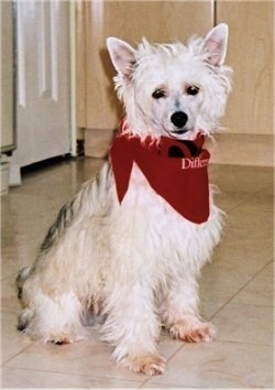 Yoshi the Chinese Crested Powderpuff is wearing a red bandana and is sitting on a tiled floor