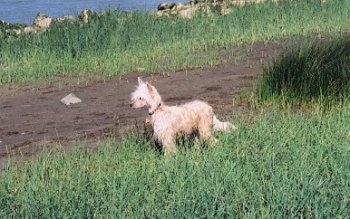 Yoshi the Chinese Crested Powderpuff Puppy is standing in grass and looking to the right