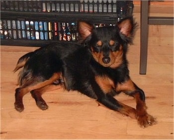 Side view - A black with brown Prazsky Krysarik is laying on a hardwood floor and it is leaning against a black basket full of movies. The dog looks like it is sleeping.