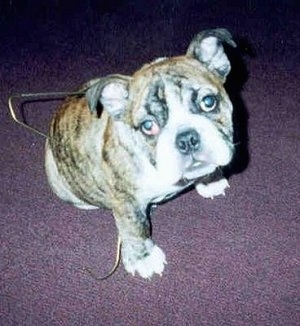 Pudge the English Bulldog sitting on a purple carpet with a metal clothes hanger around her belly