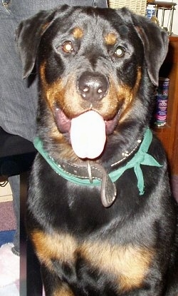Close up front view - A black with brown Rottweiler dog is wearing a black leather collar and green bandanna sitting on a carpet and it is looking forward. Its mouth is open and tongue is out. There is a person standing on a small table behind it.
