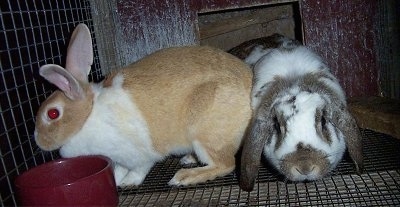 A tan with white perk eared rabbit is standing to the left of a white and grey drop eared rabbit
