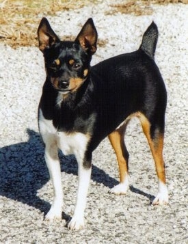 Front side view - A black with brown and white Rat Terrier dog is standing across a gravelly surface looking forward. It has perk ears and a docked tail that is standing up in the air. Its body is mostly black with some tan on its legs, face and inner ears and it has white on its front legs, chest and back paws.