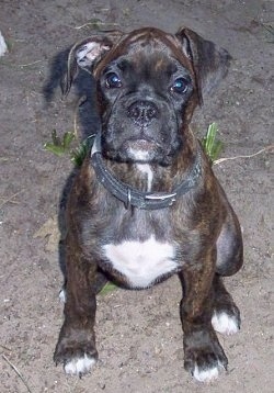 Gypsy Rose the Boxer Puppy sitting outside in dirt and looking at the camera holder.