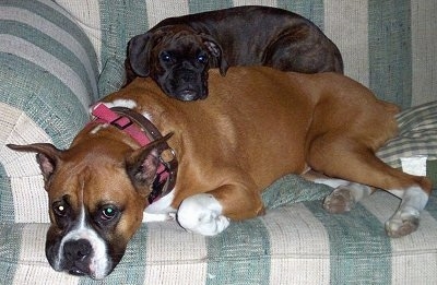 Rosie the Boxer Puppy laying on top of Sadie the Boxer on a couch