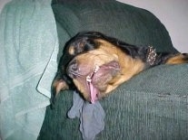 A black and tan Rottweiler head is laying on the arm of a couch. The Rottweiler puppy is sleeping and its tongue is hanging out of its mouth.
