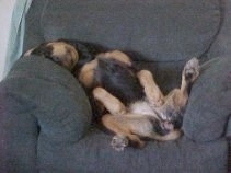 The belly of a black and tan Rottweiler puppy that is sleeping belly-up in an arm chair.