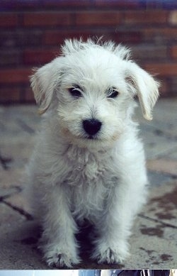 Front view - A fuzzy white Schnoodle puppy is laying in a flower bed and it is looking forward.