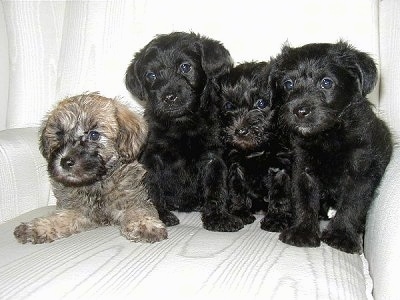 Schnoodle Puppies on Schnoodle Puppies   Photo Courtesy Of Schnoodles Of Bexley
