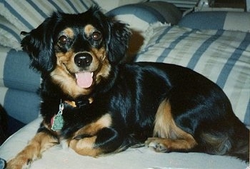 Close up side view - A happy-looking, black with tan Small Greek Domestic dog laying across an ottoman, it is looking forward, its mouth is open and its tongue is sticking out. It has a big black nose and wide, round brown eyes.