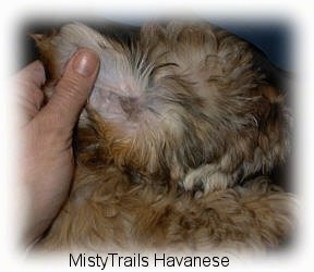 Close up - A person is flipping the ear of a brown with black puppy to show the inside.