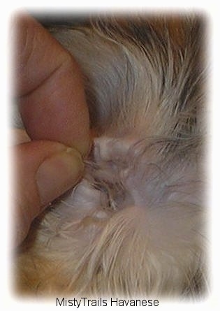 A person is pulling hair out of the ear of a dog.