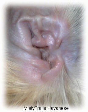 Close up - A pink freshly plucked dog ear with no hair in it.