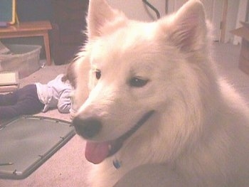 Close up head shot - A white Samoyed is sitting on a carpet and it is looking to the left. Its mouth is open and its tongue is out. It has thick furry hair and small perk ears.