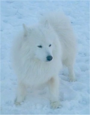 A fluffy white Samoyed dog is standing on snow and it is almost invisible as the dog and the snow are very white.