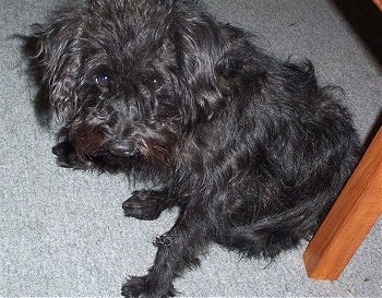 Close up - A rough looking long haired black Schnoodle is sitting on a carpet and under a wooden chair. It is looking up.