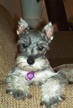 Front view head and front paw shot - A grey with white Miniature Schnauzer puppy is laying against the arm of a tan couch.