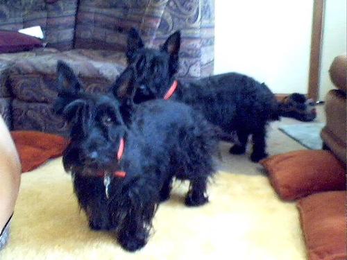 Two black Scottish Terriers are standing on a carpet in front of a couch looking forward. The dogs have longer hair on their faces, under belly and legs and shorter hair on their backs with large perk ears.
