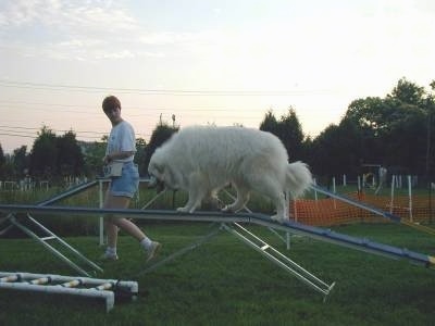 A Great Pyrenees is climbing up a blue ramp obstacle on an agility course. There is a lady jogging beside the dog.