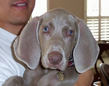 Close up - A Weimaraner puppy is being held in the arms of a person wearing a white shirt. The dog has very wide soft looking ears and a liver brown nose with silver blue eyes.