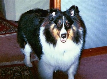 Front view - A fluffy, black and white with tan Shetland Sheepdog is standing in a doorway on a rug and it is looking forward, its mouth is open and it looks like it is smiling.