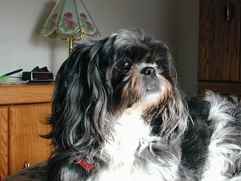 Close up side view head and upper body shot - A long haired black and white Shih-Tzu is laying on a bed, it is looking up and to the right.