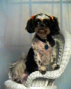A shaved black and white Shih-Tzu dog standing against the arm of a white wicker chair. It has ribbons over each ear and it is looking forward. It has longer hair on its ears and tail.