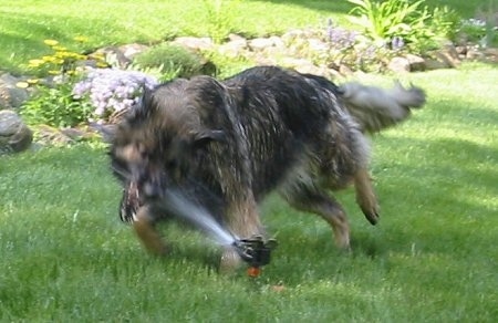 Sunny the Shiloh Shepherd is in a yard biting at water coming from a sprinkler